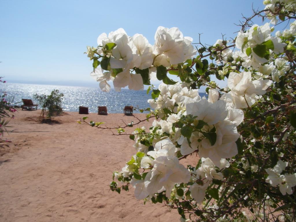 Bedouin Star Hotel ตาบา ภายนอก รูปภาพ