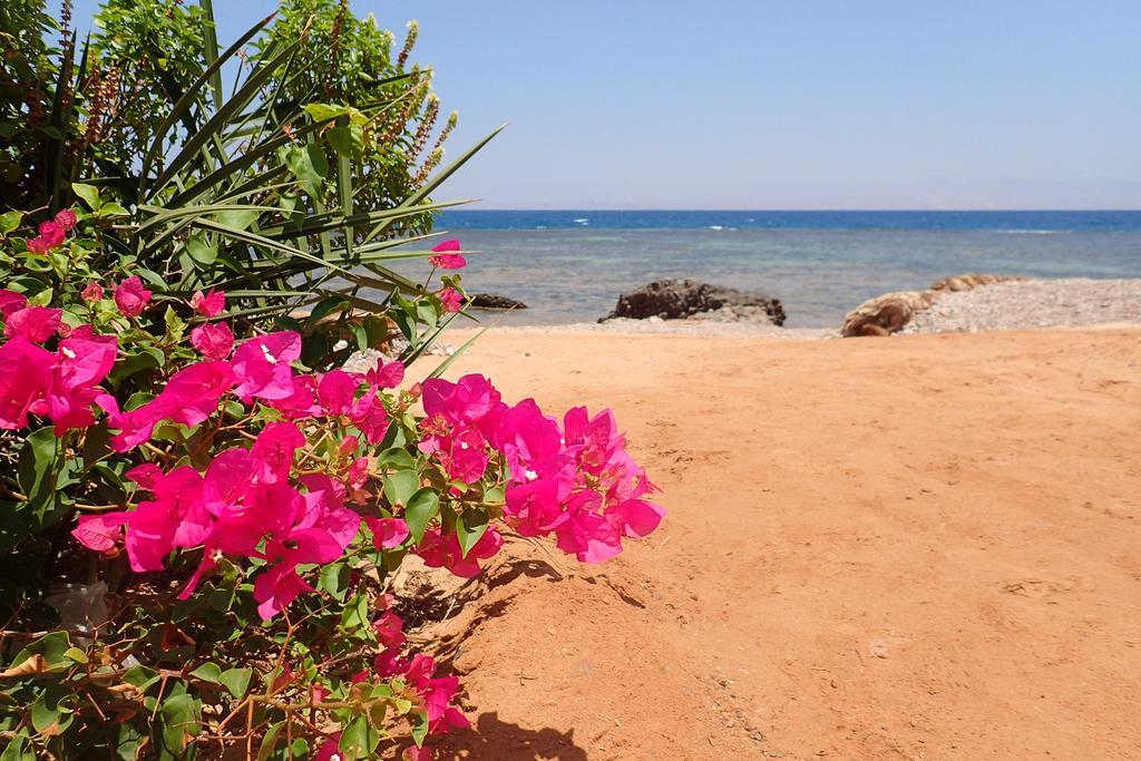 Bedouin Star Hotel ตาบา ภายนอก รูปภาพ
