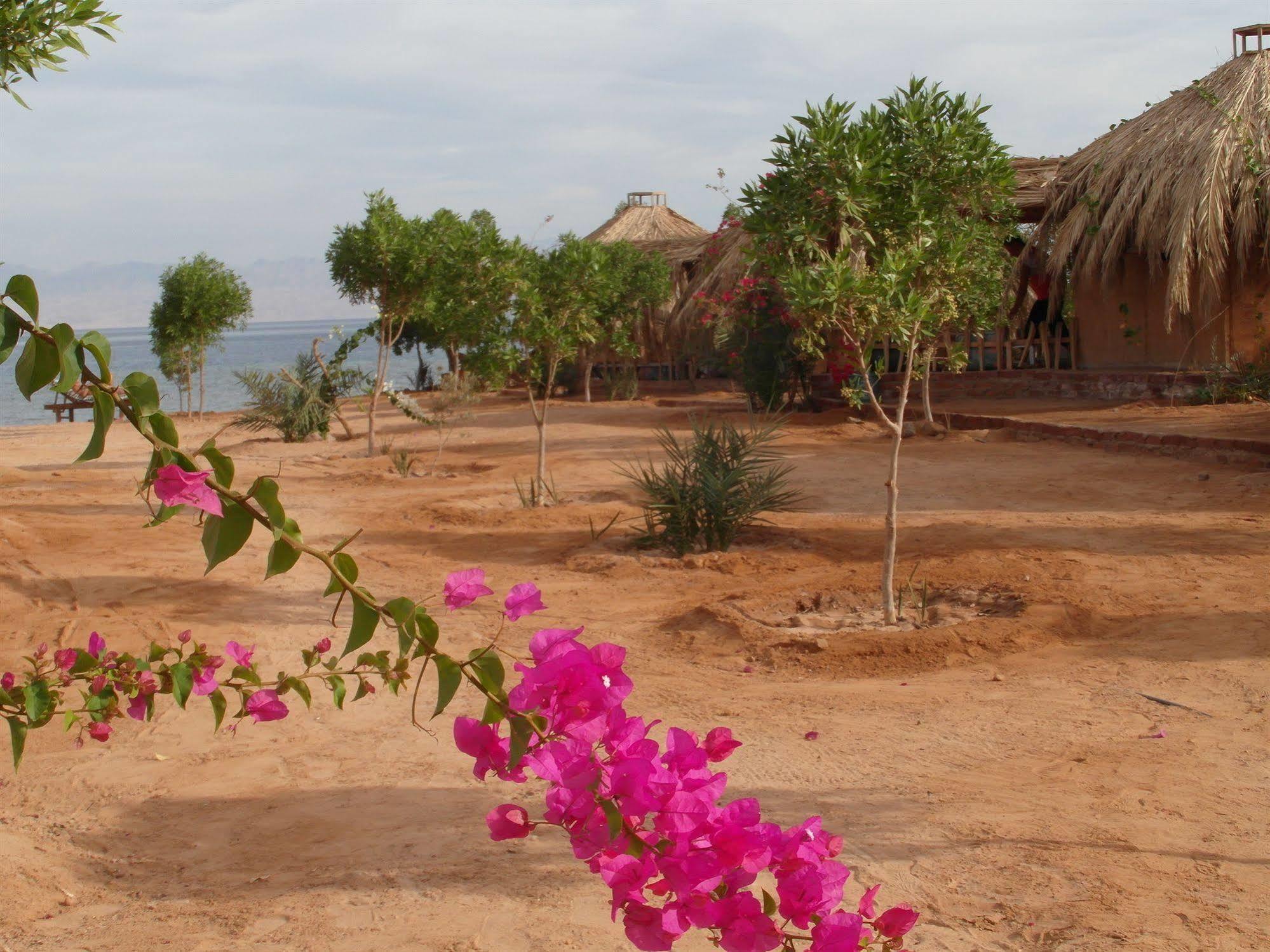 Bedouin Star Hotel ตาบา ภายนอก รูปภาพ
