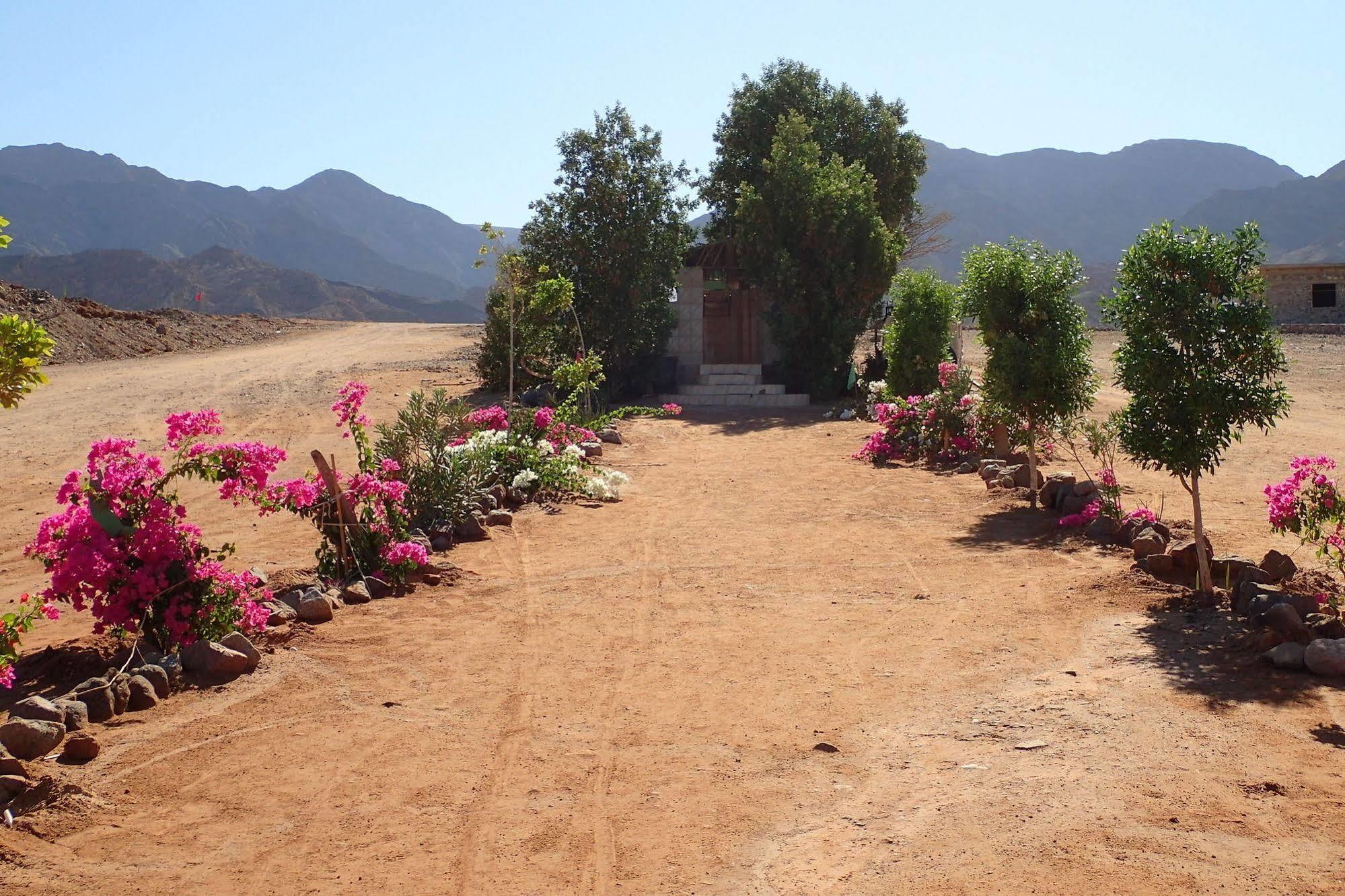 Bedouin Star Hotel ตาบา ภายนอก รูปภาพ